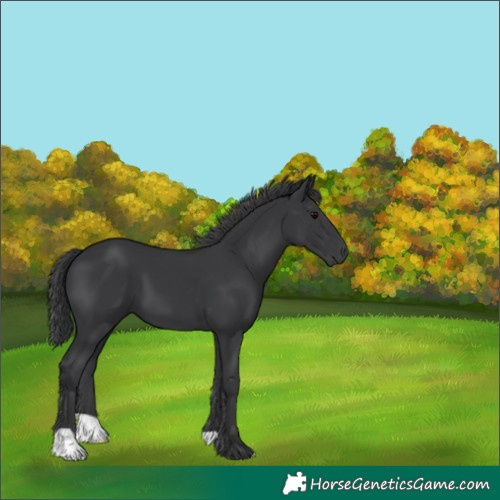Horse Color:Black 