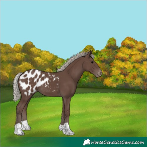 Horse Color:Silver Black Appaloosa 