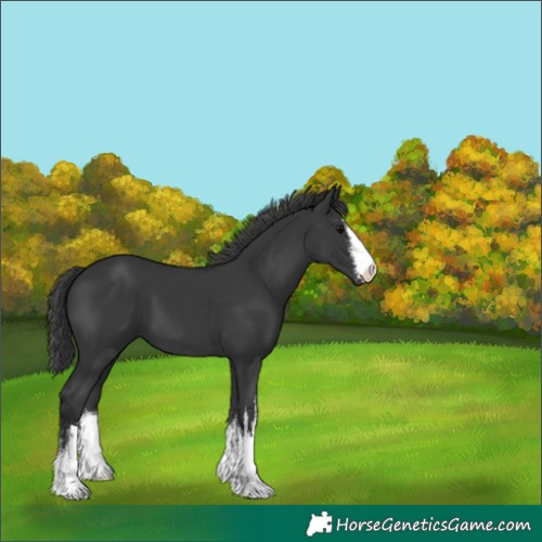 Horse Color:White Spotted Black 