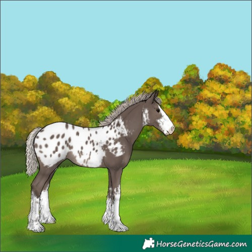 Horse Color:White Spotted Silver Black Blanket 