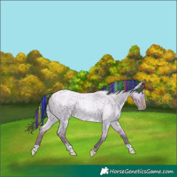 Horse Color:Painted Watercolor Classic Champagne Roan Dun Tobiano Rabicano 