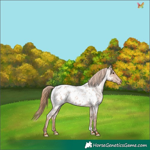 Horse Color:Red Roan Appaloosa 