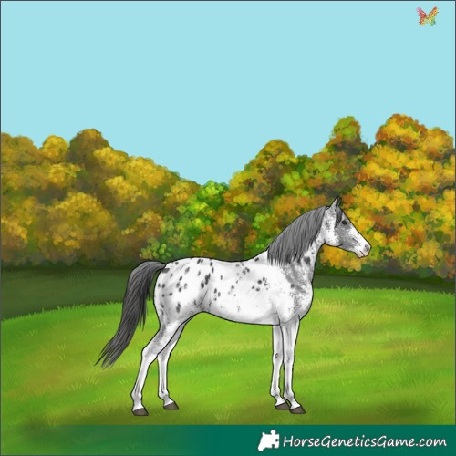 Horse Color:White Spotted Liver Chestnut Appaloosa 