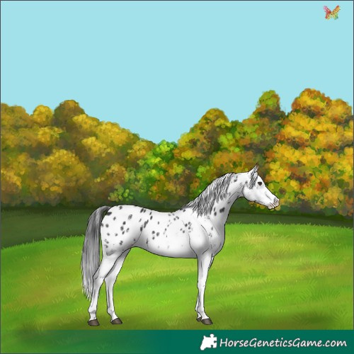 Horse Color:White Spotted Liver Chestnut Appaloosa