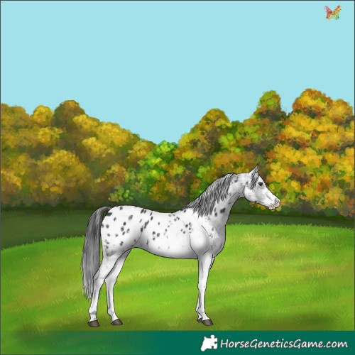 Horse Color:White Spotted Liver Chestnut Appaloosa 