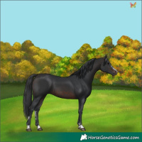 Horse Color:Brown 