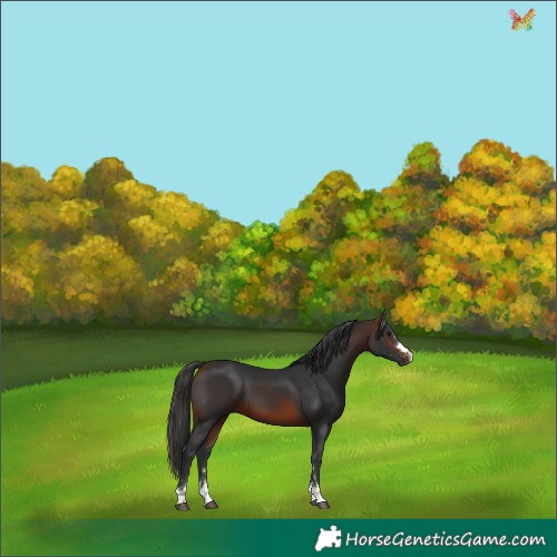 Horse Color:Brown 