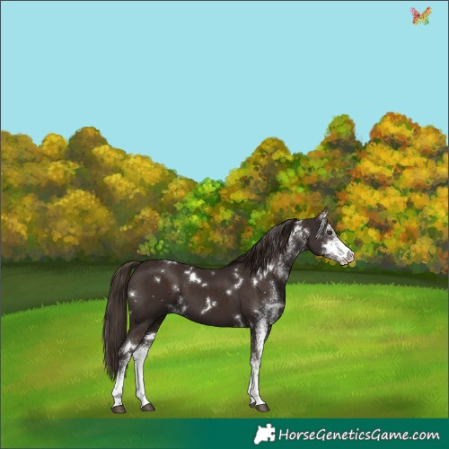 Horse Color:White Spotted Liver Chestnut 