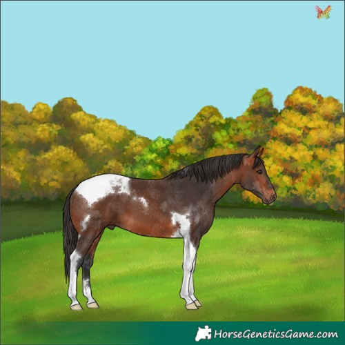 Horse Color:Bay Tobiano 