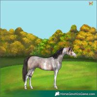 Horse Color:White Spotted Bay Roan