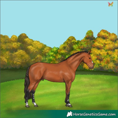 Horse Color:Bay 
