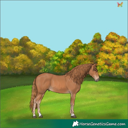 Horse Color:Chestnut 