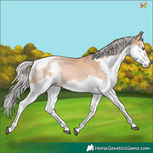 Horse Color:Silver Bay Pearl Splash Tobiano 