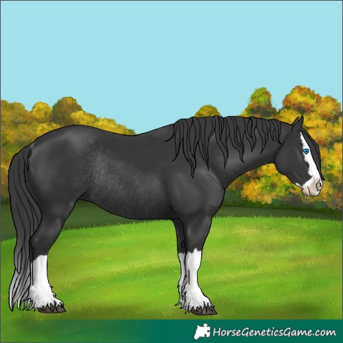 Horse Color:Black Splash Rabicano