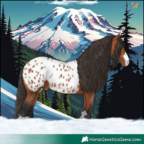 Horse Color:Bay Appaloosa 