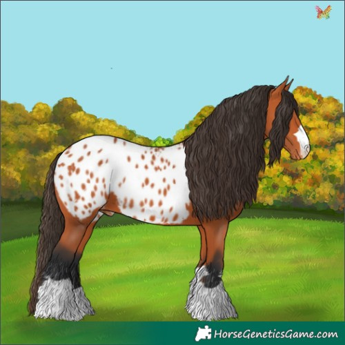 Horse Color:Bay Appaloosa 