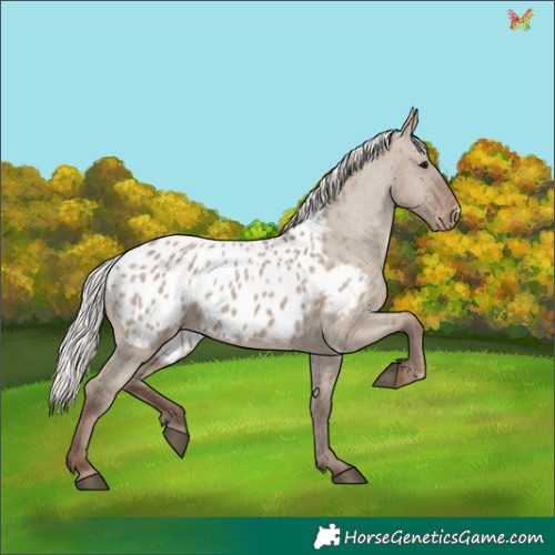 Horse Color:Silver Grullo Appaloosa 