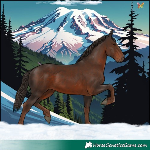 Horse Color:Liver Chestnut 