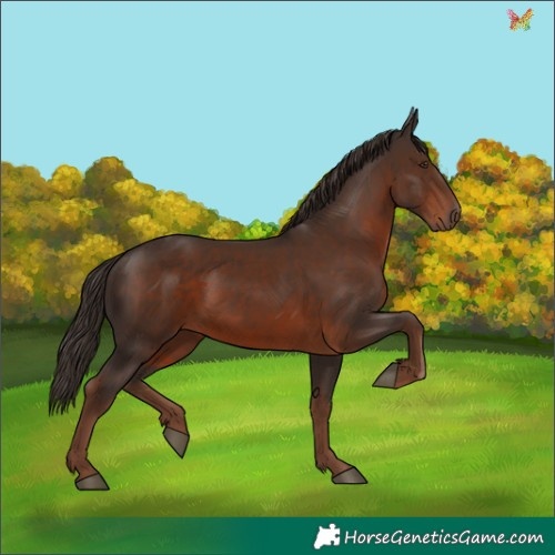 Horse Color:Liver Chestnut 