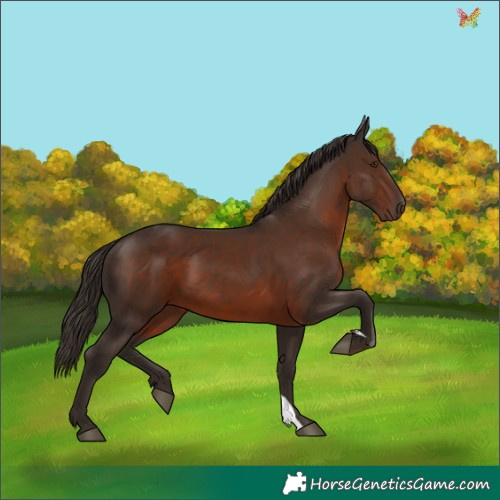 Horse Color:Liver Chestnut 