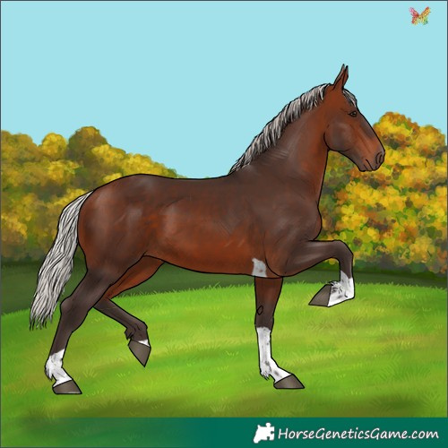 Horse Color:Silver Brown Tobiano 