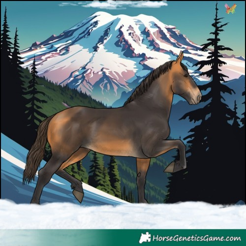 Horse Color:Buckskin 