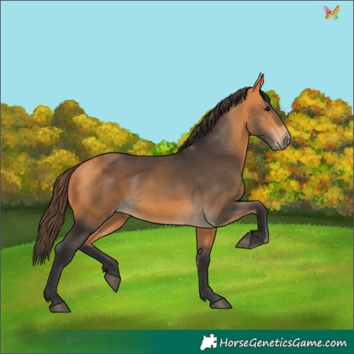 Horse Color:Buckskin 