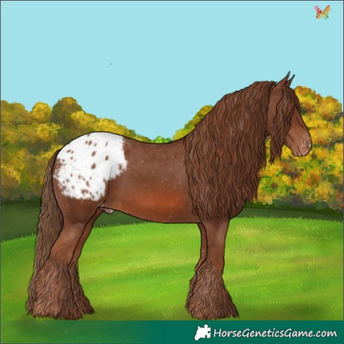Horse Color:Chestnut Appaloosa 
