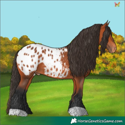 Horse Color:Bay Appaloosa 
