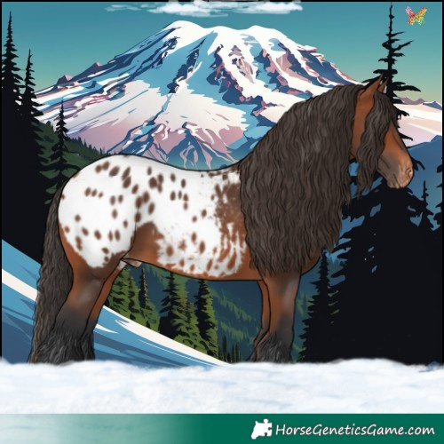Horse Color:Bay Appaloosa 