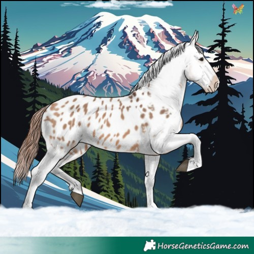 Horse Color:Bay Dun Appaloosa 