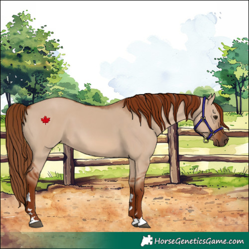 Horse Color:Red Dun 