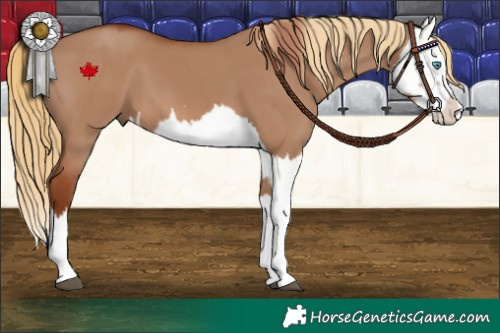 Horse Color:Red Dun Splash  and Red Dun Splash 