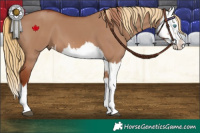 Horse Color:Red Dun Splash  and Red Dun Splash 