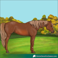 Horse Color:Chestnut 