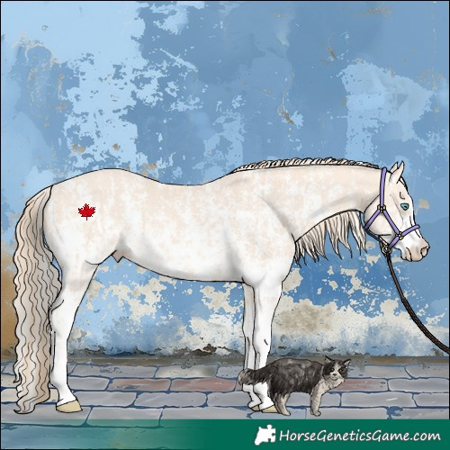 Horse Color:Perlino Sabino  and Perlino Sabino Rabicano 