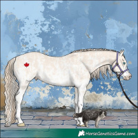 Horse Color:Perlino Sabino  and Perlino Sabino Rabicano 