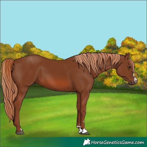 Horse Color:Chestnut 
