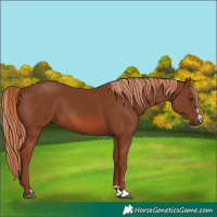 Horse Color:Chestnut 