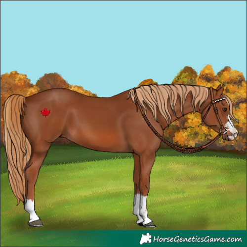 Horse Color:Chestnut 