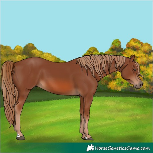 Horse Color:Chestnut 