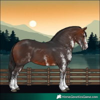 Horse Color:White Spotted Bay 