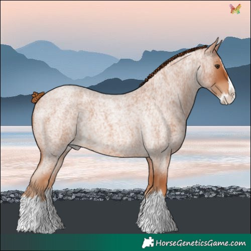 Horse Color:Red Roan Splash 