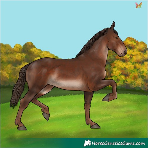 Horse Color:Liver Chestnut 
