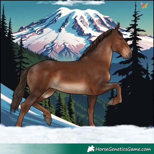 Horse Color:Liver Chestnut 