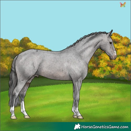 Horse Color:Brown Appaloosa 
