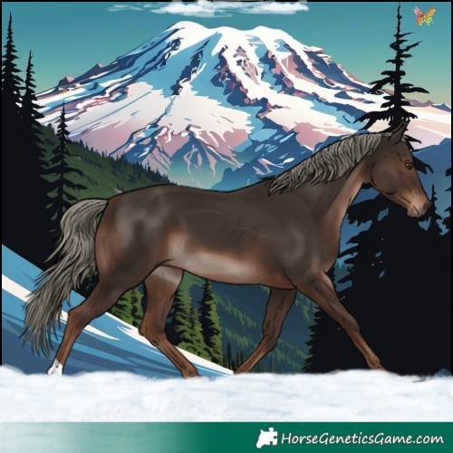 Horse Color:Liver Chestnut Mushroom 