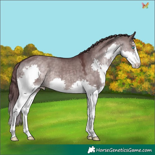 Horse Color:Platinum Chocolate Brown Dun Splash 