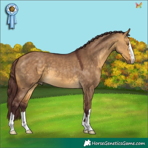 Horse Color:Chocolate Buckskin Dun 