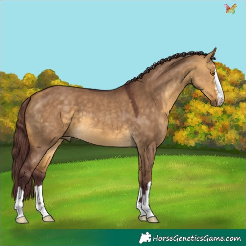 Horse Color:Chocolate Buckskin Dun 